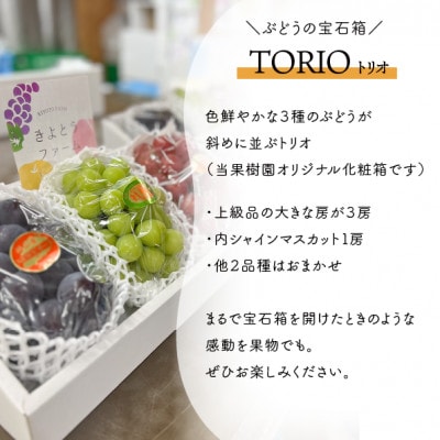 【きよとうファーム】葡萄の宝石箱トリオ(シャインマスカット入り3品種詰合せ)(岡山県産)