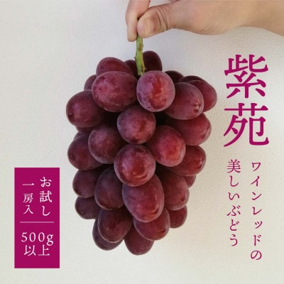 【きよとうファーム】【お試し便】 紫苑(しえん) 1房500g～(岡山県産)