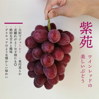 【きよとうファーム】【お試し便】 紫苑(しえん) 1房500g～(岡山県産)