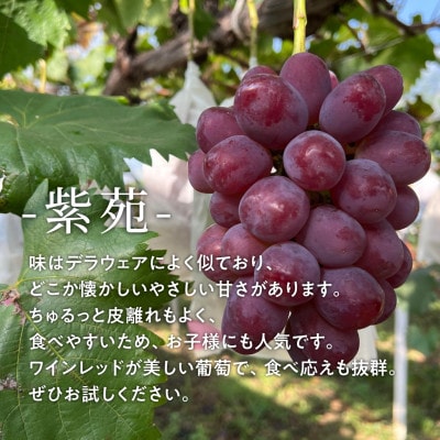 【きよとうファーム】ワインレッドの葡萄「紫苑(しえん)」上級品 3-5房/計2.4kg～(岡山県産)
