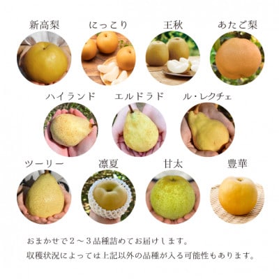【2026年先行予約梨好きのための、梨2-3品種食べ比べ ご家庭用 5-7玉(岡山県産) ギフトにも