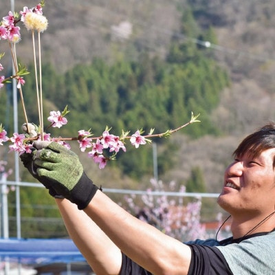 【きよとうファーム】「硬めの桃好きさん」におすすめ! 硬め桃 上級品 5-7玉(岡山県産)