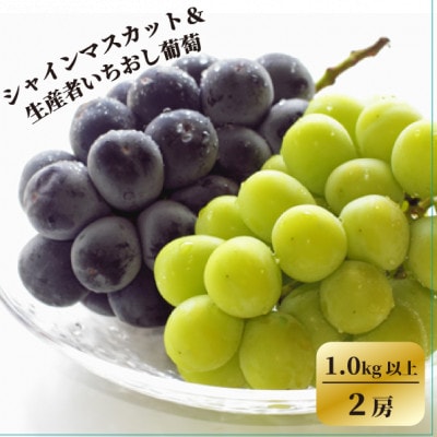 【きよとうファーム】シャインマスカット&生産者いちおし葡萄 2房合わせて/約1kg～(岡山県産)