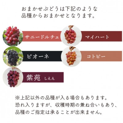 【きよとうファーム】シャインマスカット&生産者いちおし葡萄 2房合わせて/約1kg～(岡山県産)