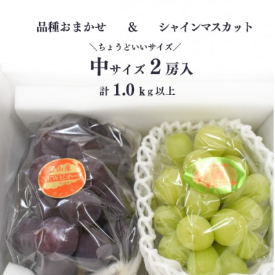 【きよとうファーム】シャインマスカット&生産者いちおし葡萄 2房合わせて/約1kg～(岡山県産)