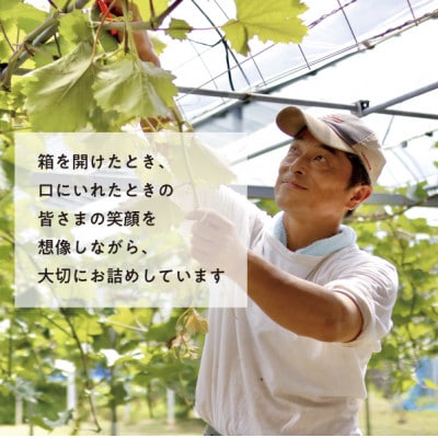 【きよとうファーム】シャインマスカット&生産者いちおし葡萄 2房合わせて/約1kg～(岡山県産)