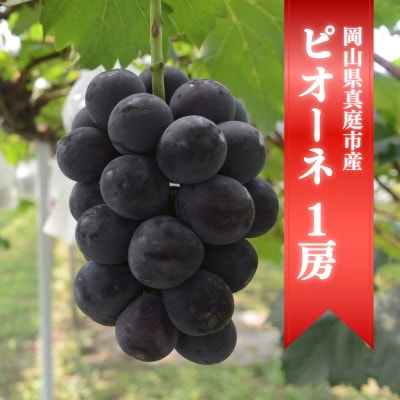【きよとうファーム】【お試し便】ピオーネ1房/500g～(岡山県産)