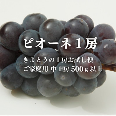 【924】ピオーネ ご家庭用 1房500g～(岡山県産)