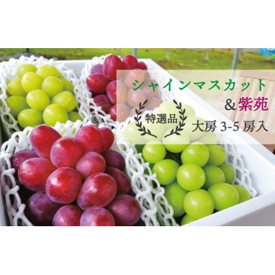 【きよとうファーム】シャインマスカット&紫苑 上級品 大房3-5房入/計2.4kg～(岡山県産)