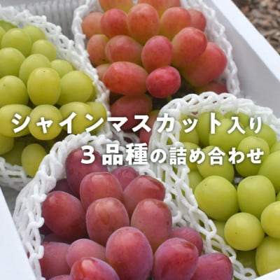 【きよとうファーム】ぶどう3品種詰合せ(シャインマスカット入)3-5房入/計2.4kg～(岡山県産)