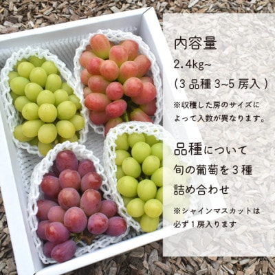 【きよとうファーム】ぶどう3品種詰合せ(シャインマスカット入)3-5房入/計2.4kg～(岡山県産)