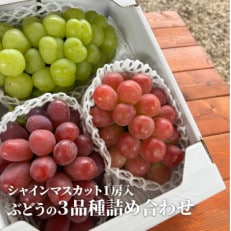 【きよとうファーム】ぶどう3品種詰合せ(シャインマスカット入)3-5房入/計2kg～(岡山県産)