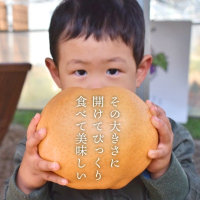 【2025年発送】あたご梨 上級品 2玉入(1kg級/玉)(岡山県産)  お歳暮やギフトに 冬限定