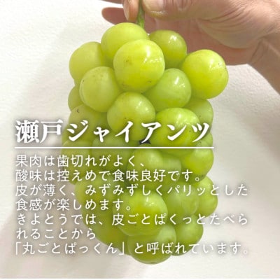 2026年発送! 瀬戸ジャイアンツ(丸ごとぱっくん) 上級品3-5房入/計2kg～(岡山県産)