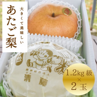 【2025年発送】あたご梨 上級品 2玉入(1.2kg級/玉)(岡山県産) お歳暮やギフトに