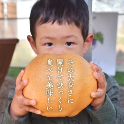 【2025年発送】あたご梨 上級品 2玉入(1.2kg級/玉)(岡山県産) お歳暮やギフトに