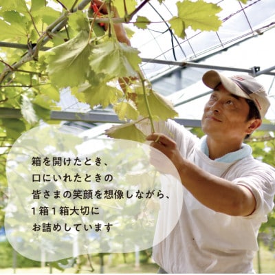 【きよとうファーム】瀬戸ジャイアンツ!大3-5房 計2.4kg～ (岡山県産)