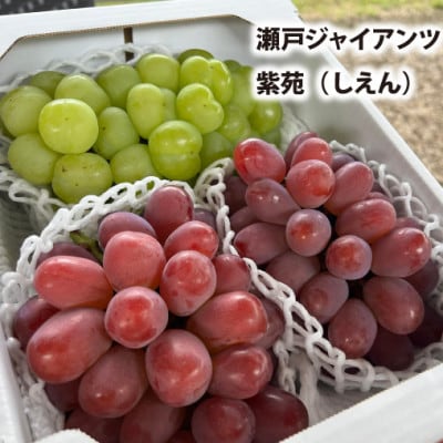 【きよとうファーム】紫苑&瀬戸ジャイアンツ 3-5房/計2kg～(岡山県産)