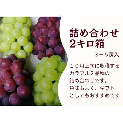【きよとうファーム】紫苑&瀬戸ジャイアンツ 3-5房/計2kg～(岡山県産)