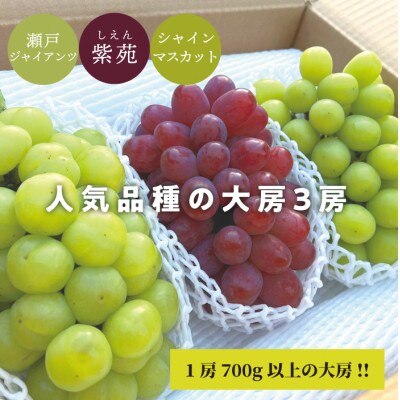 【きよとうファーム】【人気品種】大3房入(シャインマスカット・瀬戸ジャイアンツ・紫苑)(岡山県産)