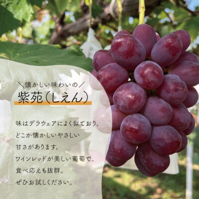 【きよとうファーム】シャインマスカット・瀬戸ジャイアンツ・紫苑　大3-5房 計2.4kg～/岡山県産