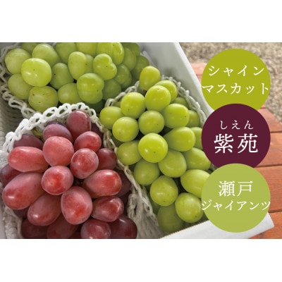 【きよとうファーム】シャインマスカット&瀬戸ジャイアンツ&紫苑 3-5房入/計2kg～(岡山県産)