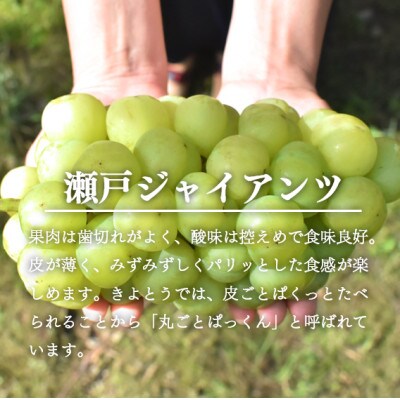 【きよとうファーム】瀬戸ジャイアンツ　大サイズ1房 /800g以上(岡山県産)