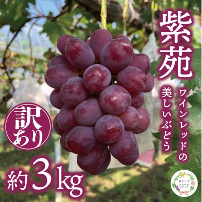 【2025年発送】【訳あり】紫苑(しえん)  約3kg(岡山県産) 冬限定 デラウエアような味わい