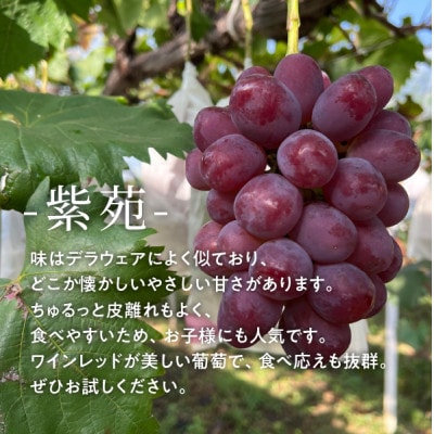 【きよとうファーム】【訳あり】紫苑(しえん)  ご家庭用/約3kg(岡山県産)