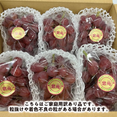 【2025年発送】【訳あり】紫苑(しえん)  約3kg(岡山県産) 冬限定 デラウエアような味わい