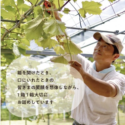 【2025年発送】【訳あり】紫苑(しえん)  約3kg(岡山県産) 冬限定 デラウエアような味わい