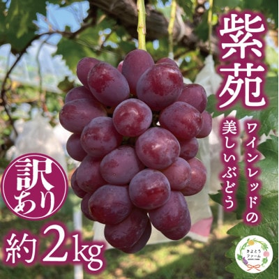 【2025年発送】【訳あり】紫苑(しえん)  約2kg (岡山県産) 冬限定 デラウエアの様な味わい