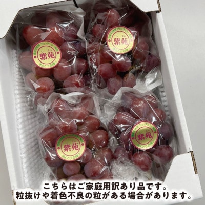 【2025年発送】【訳あり】紫苑(しえん)  約2kg (岡山県産) 冬限定 デラウエアの様な味わい