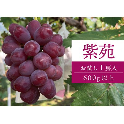 【924】紫苑(しえん) 上級品 1房600g～(岡山県産)