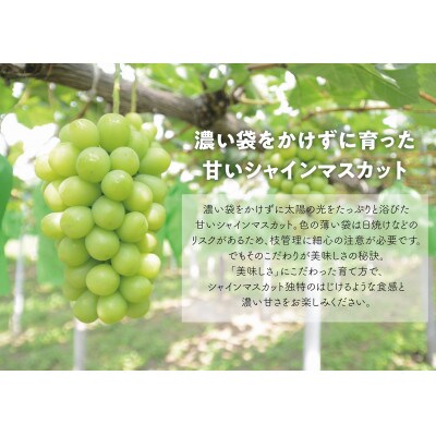 【きよとうファーム】果樹園の詰め合せ シャインマスカット&あたご梨&果実ジャム3種(岡山県産)