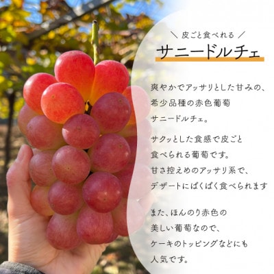 【きよとうファーム】希少品種 爽やかな甘みのサニードルチェ(お試し1房500g～)(岡山県産)