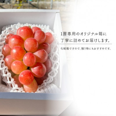 【きよとうファーム】希少品種 爽やかな甘みのサニードルチェ(お試し1房500g～)(岡山県産)