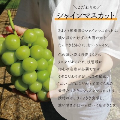 岡山県産 きよとう葡萄の最終便! シャインマスカット&サニードルチェ 上級品3-5房入/計2.0kg