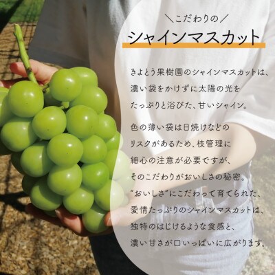 【きよとうファーム】大粒で大房のシャインマスカット 大サイズ3房入 各700g～(岡山県産)
