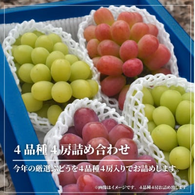 【きよとうファーム】【厳選品】ぶどう4品種 4房入 最高級ぶどう詰合せ(岡山県産)
