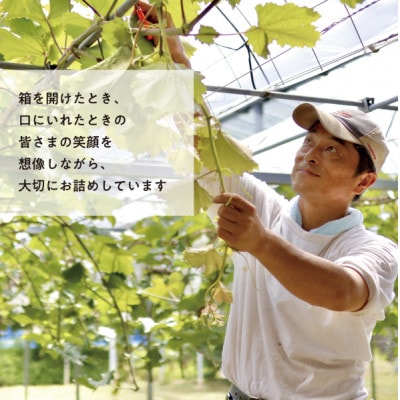【きよとうファーム】【厳選品】ぶどう4品種 4房入 最高級ぶどう詰合せ(岡山県産)