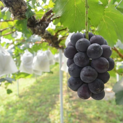 【きよとうファーム】ピオーネ 甘さも濃厚 大サイズ2房入(岡山県産)