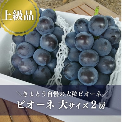 【きよとうファーム】【上級品】ピオーネ 大2房入/計1.3kg～(岡山県産)