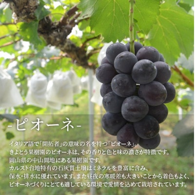 【きよとうファーム】【上級品】ピオーネ 大2房入/計1.3kg～(岡山県産)