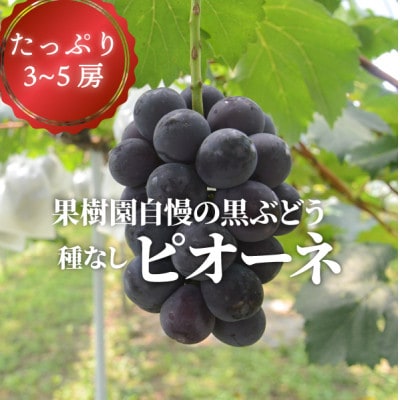 【924】ピオーネ 3-5房入/計2kg～(岡山県産)