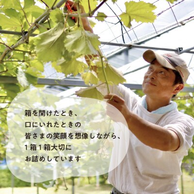 【924】ピオーネ 3-5房入/計2kg～(岡山県産)