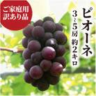 【きよとうファーム】【訳あり】ピオーネ ご家庭用 3-5房入/計2kg～(岡山県産)