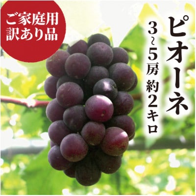 【きよとうファーム】【訳あり】ピオーネ ご家庭用 3-5房入/計2kg～(岡山県産)