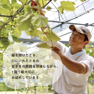 【きよとうファーム】【訳あり】ピオーネ ご家庭用 3-5房入/計2kg～(岡山県産)