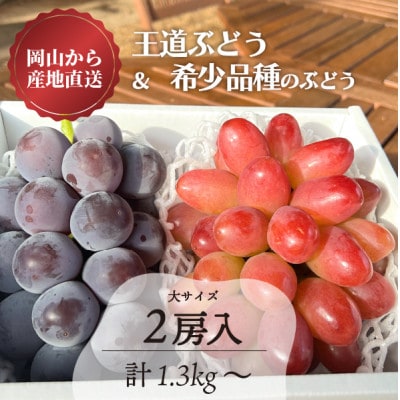 【きよとうファーム】王道ぶどう&希少品種の赤色ぶどう 大サイズ2房入/計1.3kg～(岡山県産)